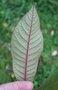 vignette Saurauia madrensis / Actinidiaceae / Mexique