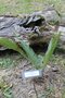 vignette Dioon spinulosum / Cycadaceae / Mexique