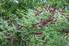 vignette Amorpha fruticosa / Fabaceae / Amrique du Nord
