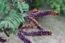 vignette Amorpha fruticosa / Fabaceae / Amrique du Nord