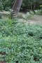 vignette Cycas guizhouensis / Cycadaceae / Chine mridionale