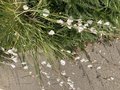 vignette Dierama pulcherrimum 'Album' - Canne  pche des anges blanc