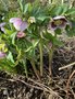 vignette Helleborus orientalis 'White Spotted Lady' - Hellebore