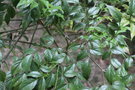 vignette Radermachera sinica / Bignoniaceae / Chine mridionale