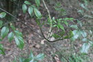 vignette Radermachera sinica / Bignoniaceae / Chine mridionale