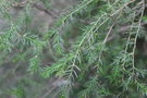 vignette Acacia verticillata / Fabaceae / Australie, Tasmanie