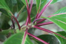 vignette Diplopanax stachyanthus / Cornaceae / Vietnam