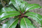vignette Diplopanax stachyanthus / Cornaceae / Vietnam
