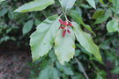 vignette Quercus sartorii / Fagaceae / Mexique
