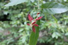 vignette Quercus sartorii / Fagaceae / Mexique
