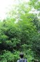 vignette Quercus polymorpha / Fagaceae / Mexique