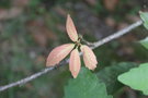 vignette Quercus polymorpha / Fagaceae / Mexique