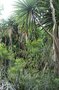 vignette Yucca sp. & Cordyline australis