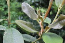 vignette Magnolia calcicola