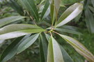 vignette Magnolia fordiana / Magnoliaceae / Chine mridionale, Vietnam