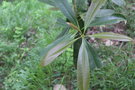 vignette Magnolia fordiana / Magnoliaceae / Chine mridionale, Vietnam