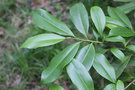 vignette Magnolia ernestii / Magnoliaceae / Sichuan, Guizhou, Hunan, Jiangxi