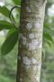 vignette Magnolia chevalieri / Magnoliaceae / Vietnam, Laos