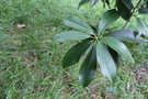 vignette Magnolia chevalieri / Magnoliaceae / Vietnam, Laos