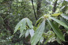 vignette Neolitsea phanerophlebia / Lauraceae / Guangxi, Hunan, Jiangxi, Guangdong