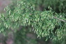 vignette Lagarostrobos franklinii / Podocarpaceae / Tasmanie