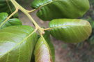 vignette Quercus urbanii / Fagaceae / Mexique
