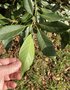 vignette Quercus acuta - Chne vert du Japon