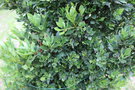 vignette Phyllocladus aspleniifolius / Podocarpaceae / Tasmanie