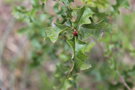 vignette Quercus deliquescens / Fagaceae / Chihuahua (Mexique)