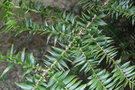 vignette Araucaria bidwillii / Araucariaceae / Queensland (AUS)