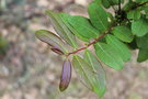 vignette Glochidion phyllanthoides / Euphorbiaceae / Philippines
