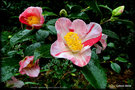 vignette Camellia japonica de semis  fleurs tricolores