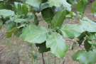vignette Quercus coccolobifolia / Fagaceae / Jalisco (Mexique)