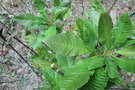 vignette Castanopsis fissa / Fagaceae / Vietnam