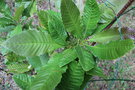 vignette Castanopsis fissa / Fagaceae / Vietnam