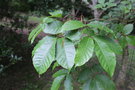 vignette Fraxinus floribunda / Oleaceae / Chine, Japon