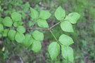 vignette Staphylea bumalda / Staphyleaceae / Japon