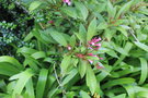 vignette Alstonia yunnanensis / Apocynaceae / Yunnan
