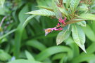 vignette Alstonia yunnanensis / Apocynaceae / Yunnan