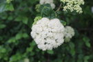 vignette Viburnum bracteatum / Adoxaceae / Gorgie (USA)