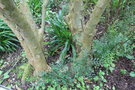 vignette Schinus weinmanniaefolius / Anacardiaceae / Amrique du Sud