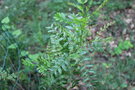 vignette Schinus weinmanniaefolius / Anacardiaceae / Amrique du Sud