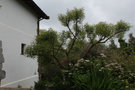 vignette Erythrina crista-gallii / Fabaceae / Brsil