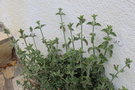 vignette Dicliptera suberecta / Acanthaceae