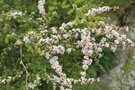 vignette Thryptomene micrantha / Myrtaceae / Sud-est Australie
