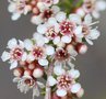 vignette Thryptomene micrantha / Myrtaceae / Sud-est Australie