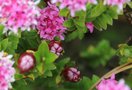 vignette Pimelea ferruginea / Thymelaceae / Australie