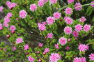 vignette Pimelea ferruginea / Thymelaceae / Australie