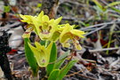vignette Dendrobium closterium