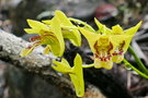 vignette Dendrobium closterium